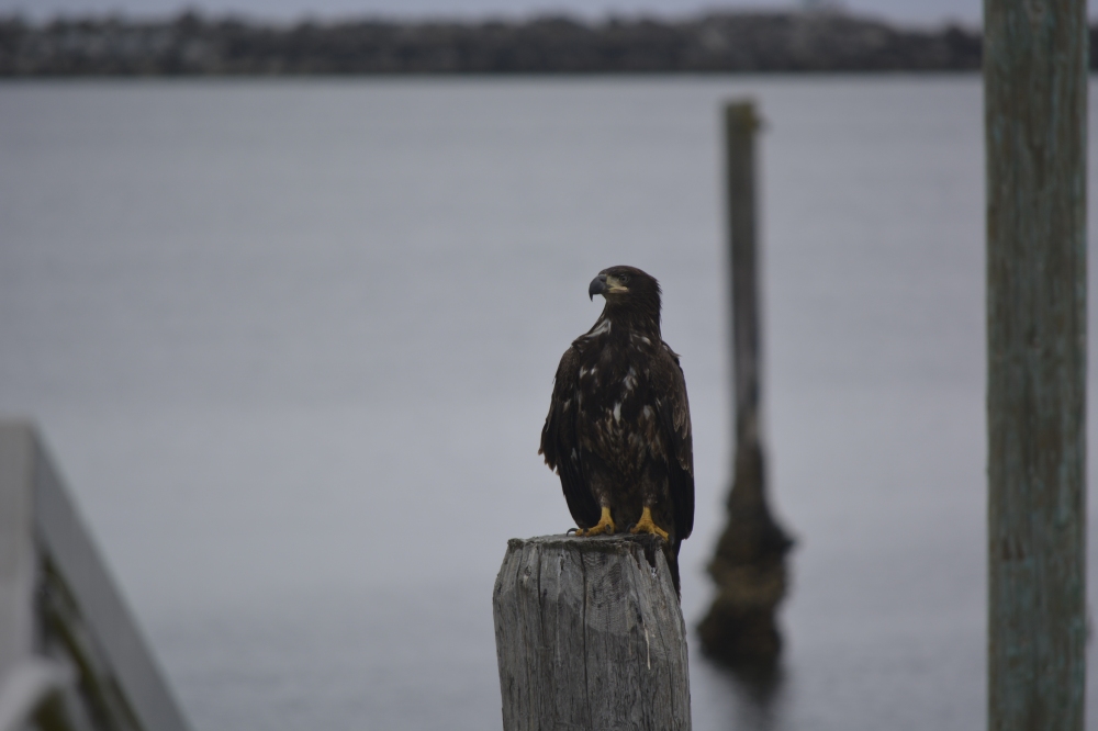 Eagle at Makah Bay